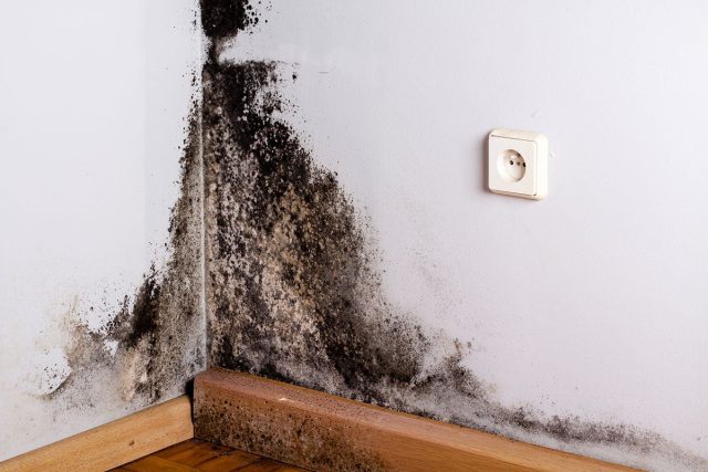 black-mold-in-basement-fenton-mi-basement-cracks-and-leaks-3