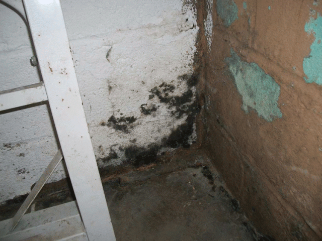 black-mold-in-basement-fenton-mi-basement-cracks-and-leaks-2
